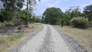 Conservationists urge prioritising wildlife welfare over re-laying of road cutting through tiger reserve