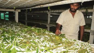 Nothing silky, smooth for sericulture farmers in Andhra Pradesh