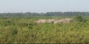ডুয়ার্সের বানারহাটে ফের জঙ্গল থেকে লোকালয়ে হাতির পাল
