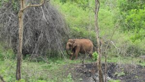 Two die in elephant attack near Kerekatte in Sringeri taluk of Karnataka
