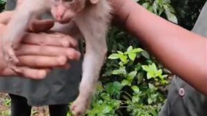 Tribal trio revives baby monkey, wins hearts in act of compassion in Thiruvananthapuram