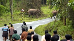 Man-animal conflict frays India’s wildlife conservation ethos
