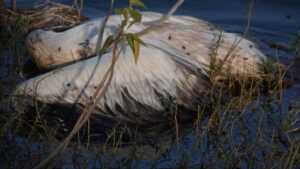 Dead fish, pelicans found at Harohalli lake