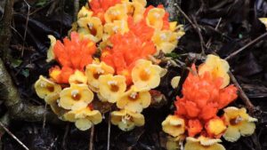 Parasitic plant presumed extinct rediscovered in Kerala’s Wayanad district