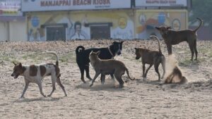 500 stray dogs killed in Telangana villages in one week to fulfill Panchayat poll promise