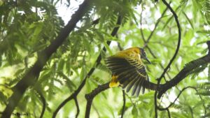 Signature campaign in Kolkata to protect tamarind tree planted by revolutionary 70 years ago