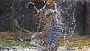 India loses 166 tigers in 2025, forty more than last year; Madhya Pradesh accounts for 55 deaths