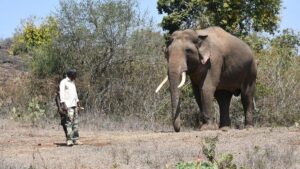 Iconic Mudumalai elephant ‘Rivaldo’ dies