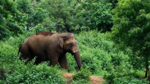 Man killed in wild elephant attack at Aralam farm in Kerala’s Kannur