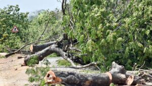 MGP demands reconstitution of Tree Authority to curb tree-felling in Mysuru