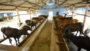 High milk demand in Tamil Nadu pushes private dairies to hike retail prices