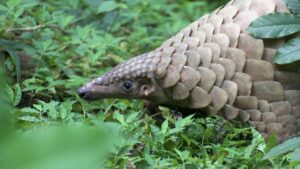Nagaland tribe resolves to protect pangolins