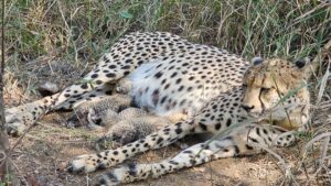 Three new cubs born to Cheetah Gamini in M.P.’s Kuno Park; India’s count rises to 38
