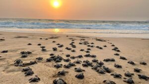 Union Budget: Turtle trails to be developed along Karnataka coast