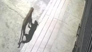 Leopard spotted in Anjanapura on Feb 2 night