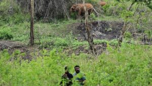 Ensure zero human death in elephant attacks: Jharkhand CM asks officials