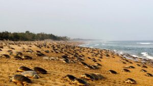Conservationists, researchers express apprehensions on ‘turtle trails’ announced in Union Budget