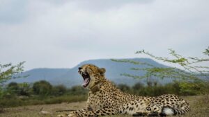 8 cheetahs from Africa to arrive at M.P.’s Kuno National Park on Saturday