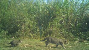 First scientific assessment establishes Kaziranga as a fishing cat stronghold
