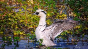 Eurasian diving duck in Kaziranga triggers climate change concern