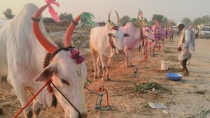 Mechanisation of agriculture fails to dampen demand for Killari breed bullocks in Karnataka, Maharashtra