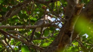 In a public poll, Indian Grey Hornbill voted ‘Bird of Tirupattur’