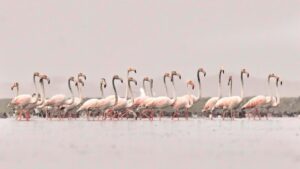 Arrival of flamingos, migratory birds ‘signal’ Kolleru’s revival
