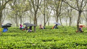Trinamool cries foul over tea garden workers struck off  electoral rolls or kept in adjudication list